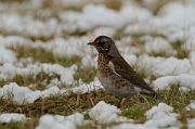 Fieldfare